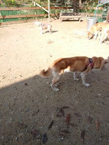 f:id:roukenhome-ann:20181112064047j:plain f:id:roukenhome-ann:20181112064047j:plain