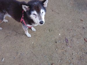 f:id:roukenhome-ann:20181112064051j:plain f:id:roukenhome-ann:20181112064051j:plain