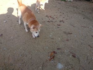 f:id:roukenhome-ann:20181112064118j:plain f:id:roukenhome-ann:20181112064118j:plain