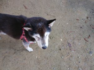 f:id:roukenhome-ann:20181112064122j:plain f:id:roukenhome-ann:20181112064122j:plain