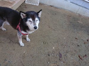 f:id:roukenhome-ann:20181112064149j:plain f:id:roukenhome-ann:20181112064149j:plain