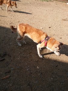 f:id:roukenhome-ann:20181112064229j:plain f:id:roukenhome-ann:20181112064229j:plain