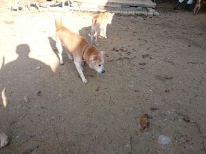 f:id:roukenhome-ann:20181112064542j:plain f:id:roukenhome-ann:20181112064542j:plain
