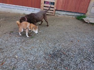 f:id:roukenhome-ann:20181112064606j:plain f:id:roukenhome-ann:20181112064606j:plain