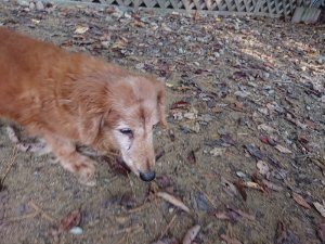 f:id:roukenhome-ann:20181112064619j:plain f:id:roukenhome-ann:20181112064619j:plain