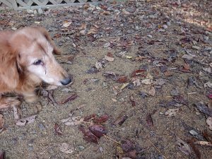 f:id:roukenhome-ann:20181112064723j:plain f:id:roukenhome-ann:20181112064723j:plain