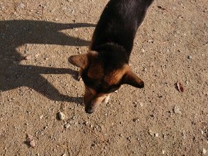 f:id:roukenhome-ann:20181112070742j:plain f:id:roukenhome-ann:20181112070742j:plain