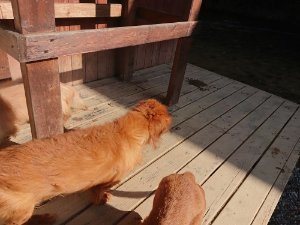 f:id:roukenhome-ann:20181112070749j:plain f:id:roukenhome-ann:20181112070749j:plain