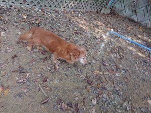 f:id:roukenhome-ann:20181112070759j:plain f:id:roukenhome-ann:20181112070759j:plain