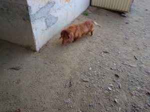 f:id:roukenhome-ann:20181112070831j:plain f:id:roukenhome-ann:20181112070831j:plain