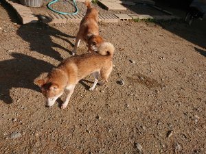 f:id:roukenhome-ann:20181112071020j:plain f:id:roukenhome-ann:20181112071020j:plain