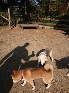 f:id:roukenhome-ann:20181112071024j:plain f:id:roukenhome-ann:20181112071024j:plain