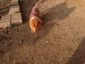 f:id:roukenhome-ann:20181113052744j:plain