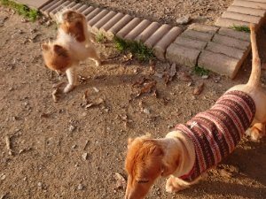 f:id:roukenhome-ann:20181113052753j:plain