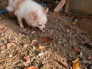 f:id:roukenhome-ann:20181113052809j:plain