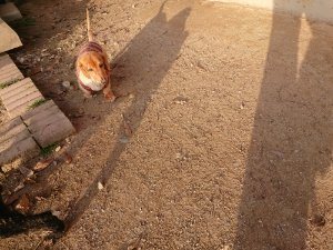 f:id:roukenhome-ann:20181113052828j:plain
