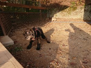 f:id:roukenhome-ann:20181113052907j:plain