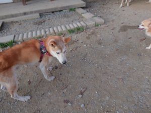 f:id:roukenhome-ann:20181113052938j:plain