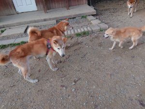 f:id:roukenhome-ann:20181113052945j:plain