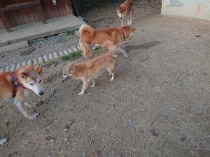 f:id:roukenhome-ann:20181113052949j:plain