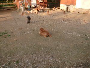 f:id:roukenhome-ann:20181113075039j:plain