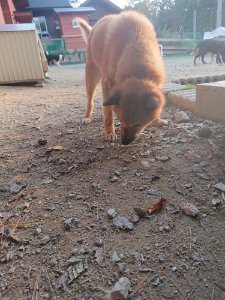 f:id:roukenhome-ann:20181113075130j:plain