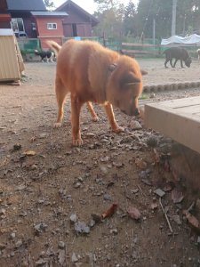 f:id:roukenhome-ann:20181113075221j:plain