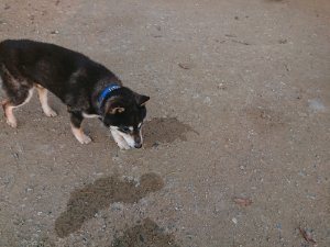 f:id:roukenhome-ann:20181113075224j:plain