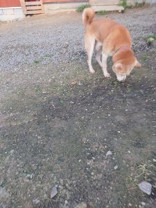 f:id:roukenhome-ann:20181113075447j:plain