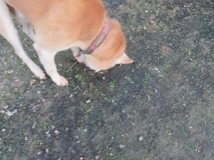 f:id:roukenhome-ann:20181113075451j:plain