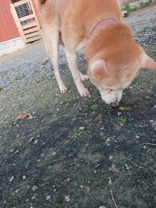 f:id:roukenhome-ann:20181113075522j:plain
