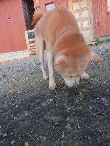 f:id:roukenhome-ann:20181113075529j:plain