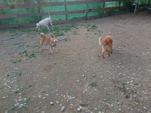 f:id:roukenhome-ann:20181113075558j:plain