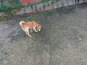 f:id:roukenhome-ann:20181113080401j:plain