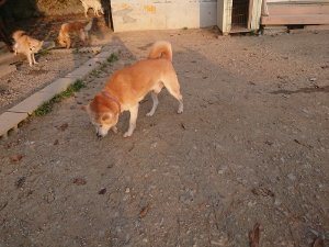 f:id:roukenhome-ann:20181113080526j:plain