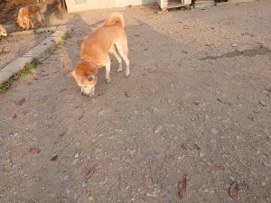 f:id:roukenhome-ann:20181113080539j:plain