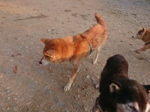 f:id:roukenhome-ann:20181113080543j:plain