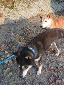 f:id:roukenhome-ann:20181113080952j:plain