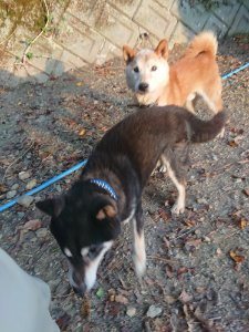 f:id:roukenhome-ann:20181113080956j:plain