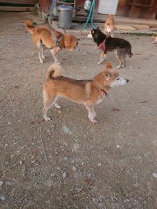 f:id:roukenhome-ann:20181113081027j:plain