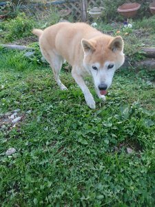 f:id:roukenhome-ann:20181113081610j:plain