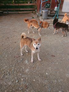 f:id:roukenhome-ann:20181113081633j:plain