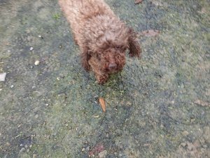 f:id:roukenhome-ann:20181113204556j:plain