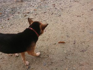 f:id:roukenhome-ann:20181113204609j:plain