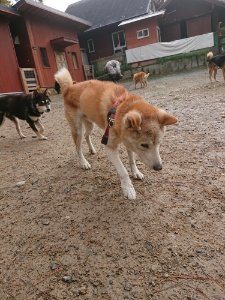 f:id:roukenhome-ann:20181113204612j:plain