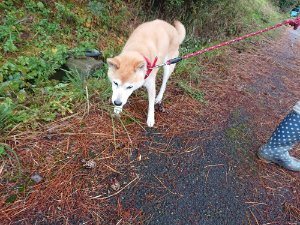f:id:roukenhome-ann:20181113204625j:plain