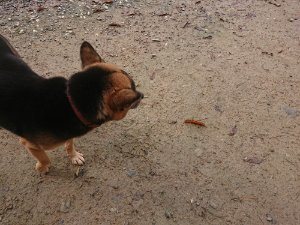f:id:roukenhome-ann:20181113204639j:plain