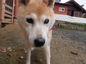 f:id:roukenhome-ann:20181113204651j:plain