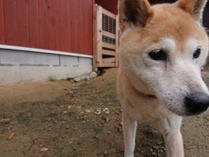 f:id:roukenhome-ann:20181113204655j:plain