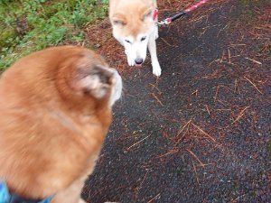 f:id:roukenhome-ann:20181113204720j:plain